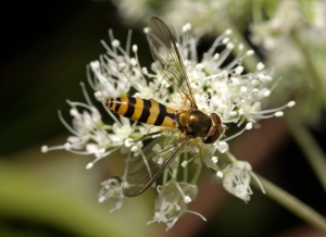 Meliscaeva cinctella04.jpg © Kulac