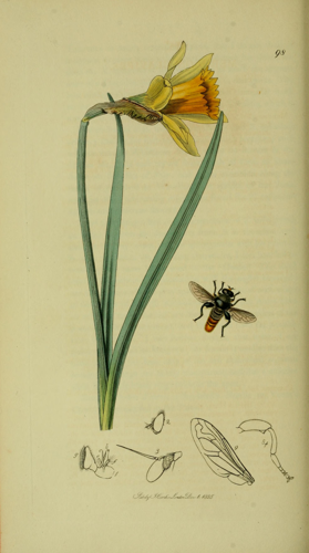 Britishentomologyvolume8Plate98.jpg © John Curtis