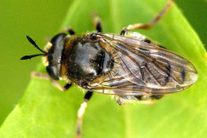 Microdon.analis.-.lindsey.jpg © James K. Lindsey