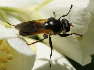 Mindre parkblomfluga Hane02960.jpg © Martin Andersson