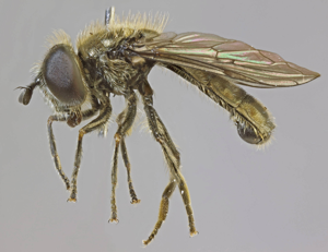 Pipizella viduata, Sealand Ranges, North Wales, May 2012 (17329434608).jpg © Janet Graham