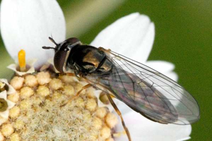 Platycheirus.occultus2.-.lindsey.jpg © James K. Lindsey