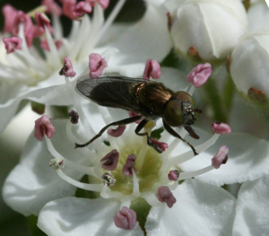 Riponnensia splendens male.jpg © Sandy Rae