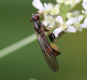 Sphegina.sp.female.jpg © Sandy Rae