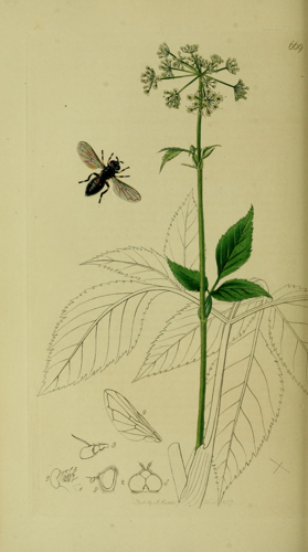 Britishentomologyvolume8Plate669.jpg © John Curtis