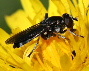 Xylota jakutorum - Pine Leafwalker.jpg © Silversyrpher