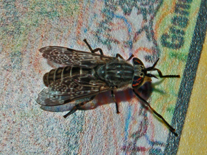Tabanidae - Haematopota pluvialis.-2.JPG © Hectonichus
