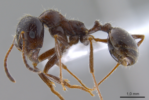 Messor structor ANTWEB1008070 profile.jpg © Elham Kashani