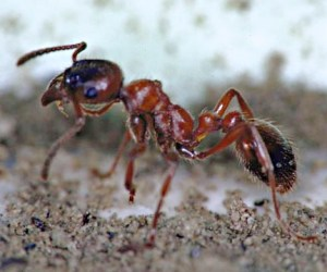 Manica rubida.jpg © pl:User:Gn