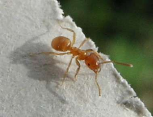 Lasius.flavus.jpg © sarefo