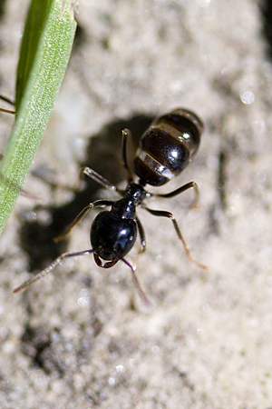 Lasius fuliginosus.jpg © Garinger
