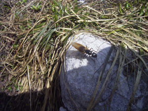 Camponotus herculeanus.jpg © No machine-readable author provided. Denis Barthel assumed (based on copyright claims).