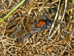 Mutillidae - Mutilla europaea.jpg © Hectonichus