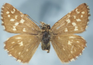 Pyrgus malvoides mounted.jpg © Vladimír Hula, Jana Niedobová