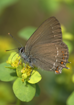Satyrium esculi.jpg © Ferran pestaña