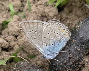 Polyommatus amandus.jpeg © Commons