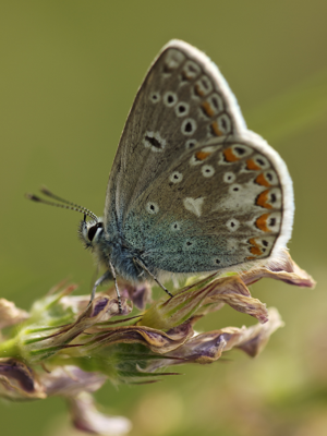 Polyommatus thersites LC0292.jpg © Jörg Hempel