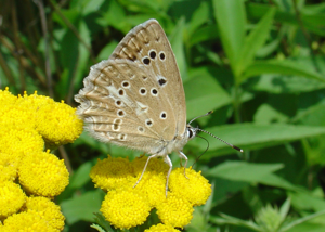 Meleageria daphinis.jpg © Eric SYLVESTRE