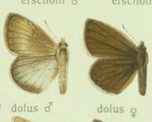 Polyommatus dolus.jpg © Commons