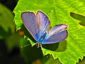 Lycaenidae - Leptotes pirithous-003.JPG © Hectonichus
