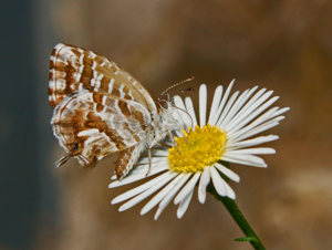 Lycaenidae - Cacyreus marshalli-1.JPG © Hectonichus