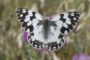 Melanargia lachesis Roussillon.jpg © Engeser