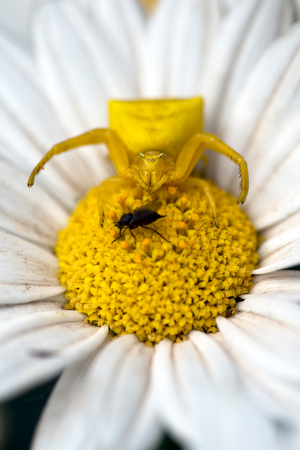 Thomisus onustus hunting in southern France 2013.jpg © Paul-Henri Cahier