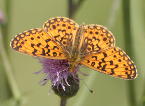 Boloria2.JPG © N p holmes