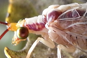 Italochrysa italica detail.jpg © Siga