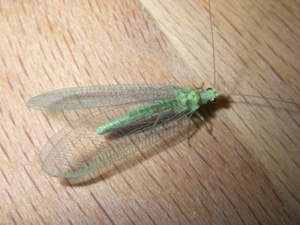 Chrysopidae 2007070903.jpg © George Shuklin