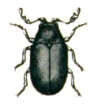 Dorcatoma.chrysomelina.-.calwer.29.10.jpg © Commons