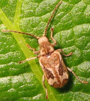 Hedobia imperialis.jpg © Commons
