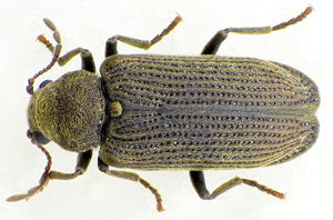 Grynobius planus up.jpg © Siga