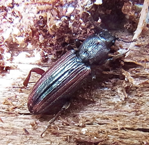 Bothrideres bipunctatus natur.jpg © Siga