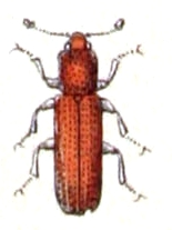 Oxylaemus.cylindricus.-.calwer.14.33.jpg © Commons