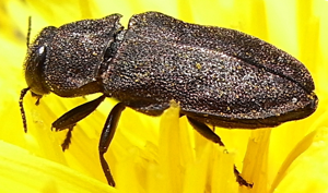 Anthaxia helvetica bl.jpg © Siga