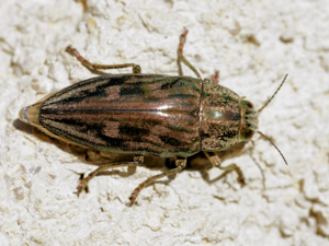 Chalcophora mariana (dorsal).jpg © Hans Hillewaert