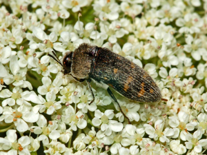 Buprestidae - Acmaeoderella flavofasciata.JPG © Hectonichus