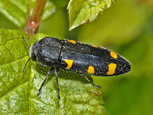 Buprestidae - Ptosima undecimmaculata var. sexmaculata.JPG © Hectonichus