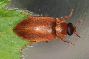 Himbeerkäfer (Byturus ochraceus (SCRIBA)) 3763.JPG © Hedwig Storch