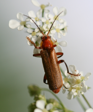 Cantharis livida red form.jpg © Sandy Rae