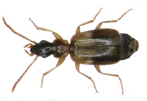 Philorhizus notatus (Stephens, 1827) (3502037444).jpg © Udo Schmidt from Deutschland