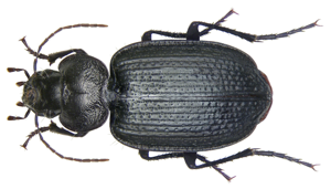 Licinus punctatulus (Fabricius, 1782) (2872661460).jpg © Udo Schmidt from Deutschland