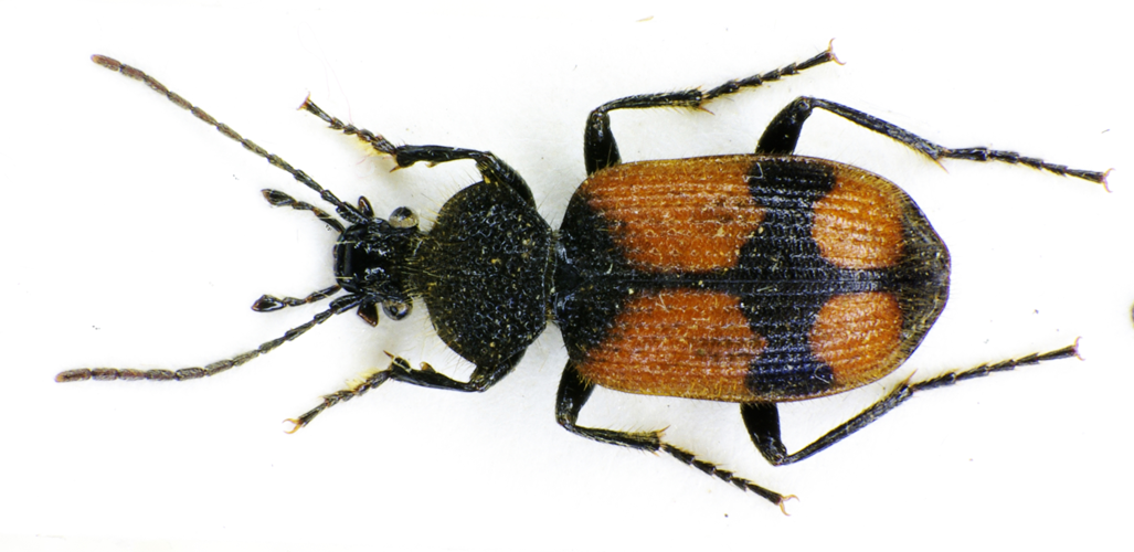 Panagaeus cruxmajor bl.jpg &copy; Siga