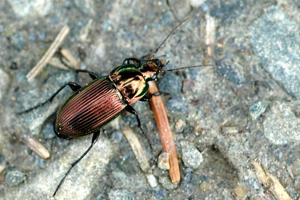 Poecilus.cupreus.jpg © James K. Lindsey