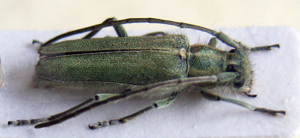 Opsilia coerulescens bl.jpg © Siga