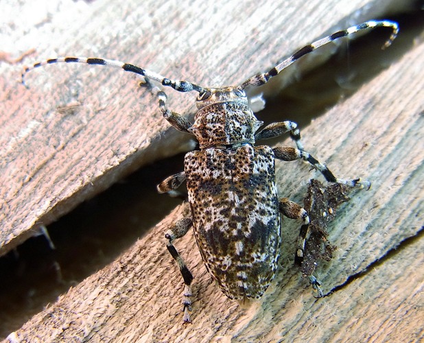 Aegomorphus clavipes up.jpg &copy; Siga