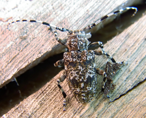 Aegomorphus clavipes up.jpg © Siga
