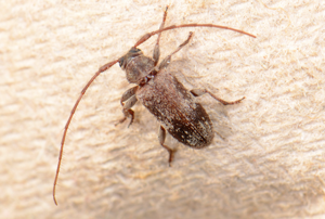 Exocentrus adspersus.jpg © Commons