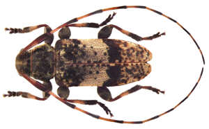 Leiopus nebulosus (Linné, 1758) male (4606508767).jpg © Udo Schmidt from Deutschland